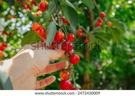 Similar – Image, Stock Photo ripe cherries are picked from the tree