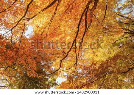 Similar – Image, Stock Photo autumn foliage