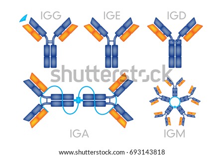 Antibodies antigen various forms on white background vector
