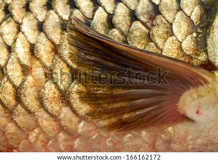 Pectoral fin of golden carp.Close-up, macro.