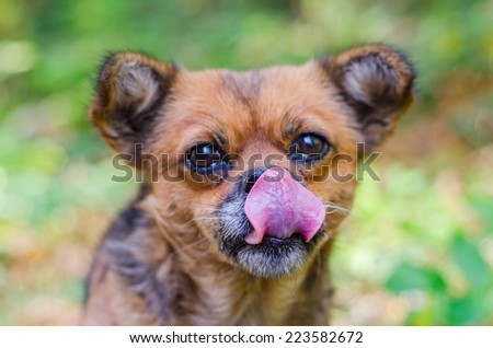 Hungry homeless dog licking lips with his tongue out and curled up
