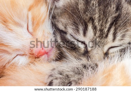 Two sleeping kittens close-up. Macro. Red and gray cats.