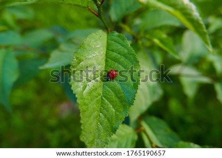 Similar – Image, Stock Photo Ladybug on green leaf