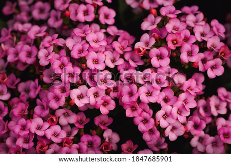 Garland flower or Rose Daphne close up. Background. 商業照片 © 
