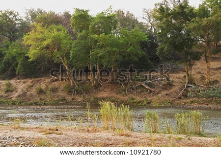 Fever trees, Acacia xanthopholea growing on the banks of the Olifants river, Balule Nature Reserve, South Africa.