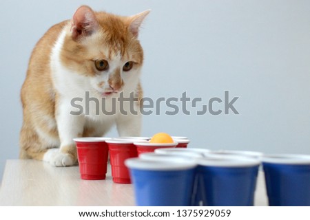 Similar – Foto Bild spielende katze Katze