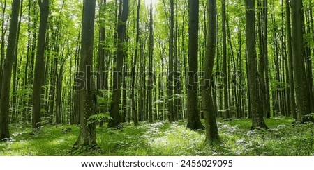 Similar – Image, Stock Photo Leaves of a beech in detail, Fachs in a forest