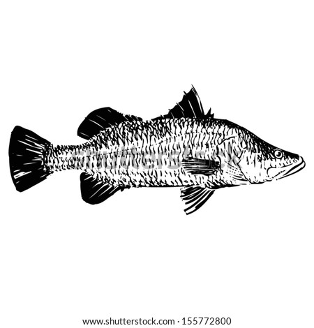 Hand Drawn Barramundi Stock Vector Illustration 155772800 : Shutterstock