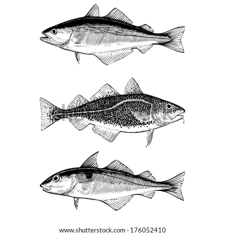 Hand Drawn Illustrations Of Atlantic Cod, Pollock And Haddock Fishes ...