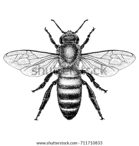 Honey Bee Drawing Clip Art | Free download on ClipArtMag