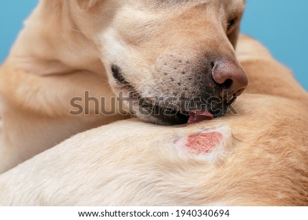 Atopic dermatitis in a labrador dog. A wound on the skin of a dog.