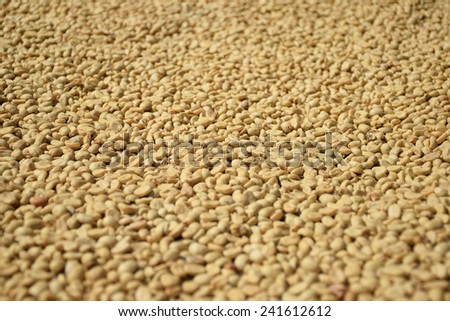 Coffee beans dried in the sun light background