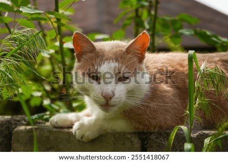 Similar – Image, Stock Photo A red tomcat sits in the undergrowth