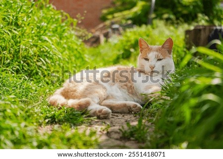 Similar – Image, Stock Photo A red tomcat sits in the undergrowth