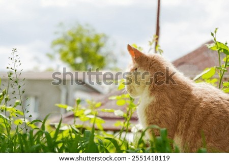 Image, Stock Photo A red tomcat sits in the undergrowth