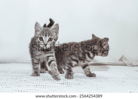 Similar – Image, Stock Photo british shorthair kitten jumping off table on gray background with copy space