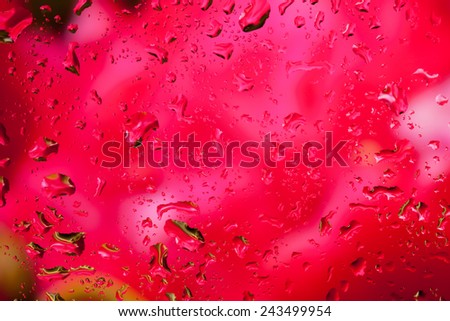look at the bright red flower through the glass with raindrops