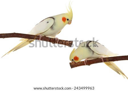 corella parrots sitting on the branch isolated on white