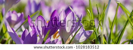 Similar – Image, Stock Photo Flowery Crocus flowers