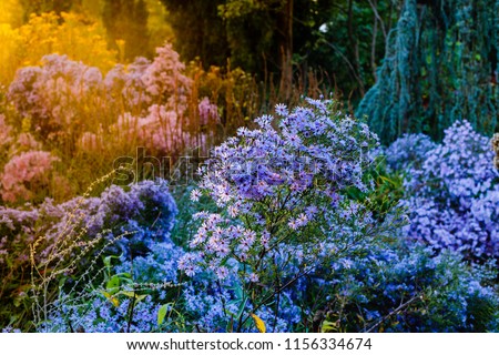 Similar – Image, Stock Photo Blue daisy, Brachyscome multifida from Australia