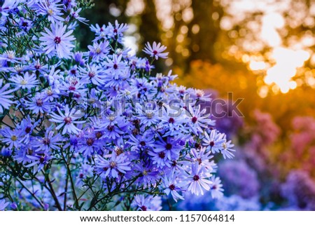 Image, Stock Photo Blue daisy, Brachyscome multifida from Australia