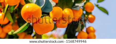 Similar – Image, Stock Photo Close-up of a tangerine with a black background.