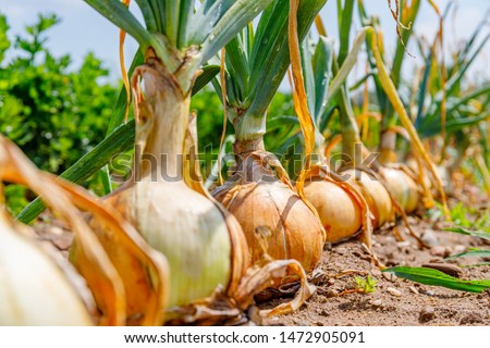 Onion plants row growing on field, close up.  Gardening  background with onion bulb, closeup.