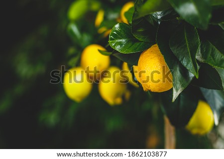 Yellow citrus lemon fruit and green leaves in garden. Citrus Limon grows on a tree branch, close up. Decorative citrus lemon house plant Meyer lemon Citrus × meyeri