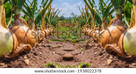Onion plants row growing on field, close up. Harvesting background with onion bulb, closeup. Onions harvest. Banner