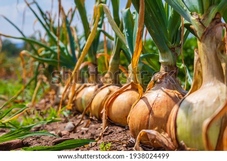 Harvesting background with onion bulb, closeup. Onion plants row growing on field, close up.  Onions harvest in summer