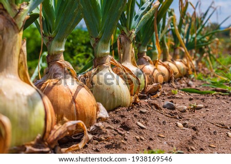Ripe Onion plants row growing on field, close up. Harvesting background with onion bulb, closeup. 