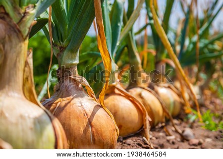 Onion ripe plants growing in field, close up. Harvesting background with onion bulbs, closeup. 