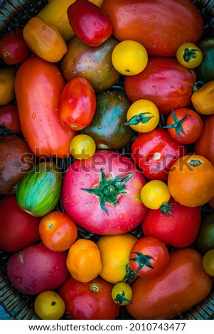 Many organic tomato mix, flat lay. Fresh colorful tomatoes background, close up. Different varieties of green yellow red tomato. Best Heirloom Tomato Varieties. Delicious Heirloom Tomatoes print