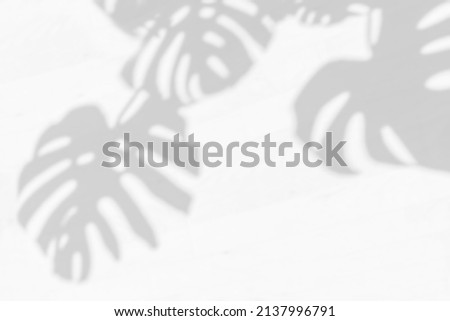 Similar – Image, Stock Photo Monstera Wallpaper