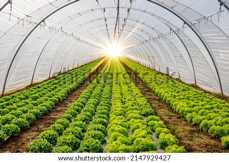 Image, Stock Photo Irrigation for lettuce cultivation