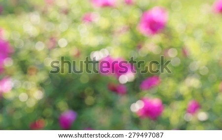 Bokeh on the blurred spring summer blossom background of green field with pink roses in the sunlight