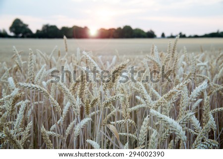 Ripe light yellow barley ears on endless big barley field on  evening sunset background, rural landscape on the German field near Eppelheim, Heidelberg and Mannheim