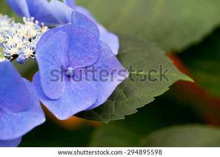 Hydrangea flower  variety Blue Sky macrophylla   ( Teller Blue,  Big leaf ) , close up, macro