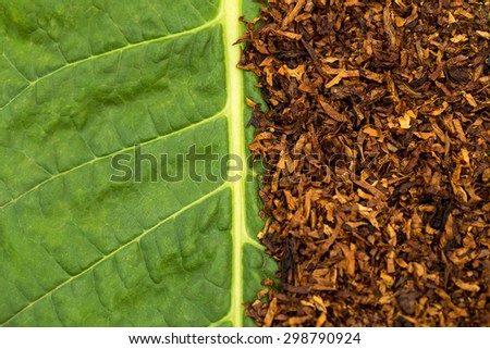 Dry smoking tobacco on green tobacco  leaf background, macro, close up