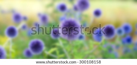 Blurred image of summer purple blue round flowers