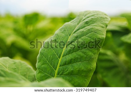 Green leaf tobacco in a blurred tobacco field background, Germany