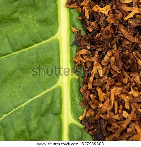 Dry smoking tobacco on green tobacco  leaf background