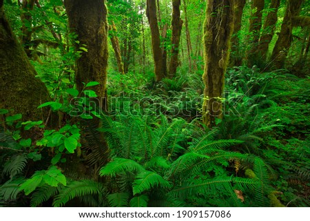 A lush green moss covered forest in the Pacific Northwest with large ferns and vines, and trees growing. 