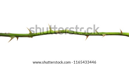 stem of rose bush with thorns on an isolated white background Сток-фото © 