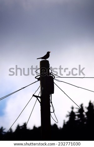 Bird on telegraph pole against an evening sky with forest silhouette background.
