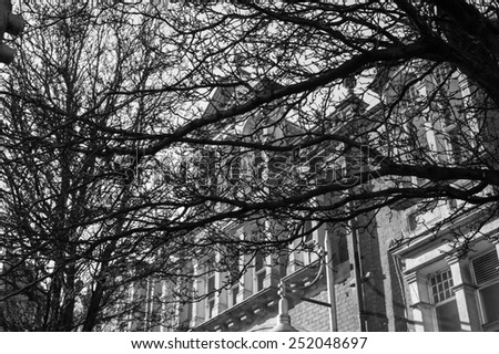 Wintry city scene - mesh of leafless branches of winter trees with historic old building in background.