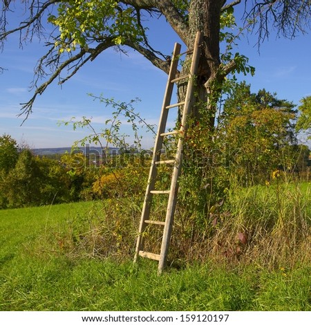 Wooden ladder at the old apple tree in autumn under a blue sky