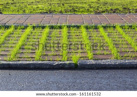 Fresh grass sprout between concrete paving stone