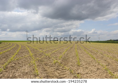 young maize growing on the field in agriculture