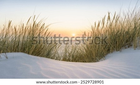 Similar – Image, Stock Photo Beach grass carnation (Armeria maritima), also known as common grass carnation, belongs to the Plumbaginaceae.